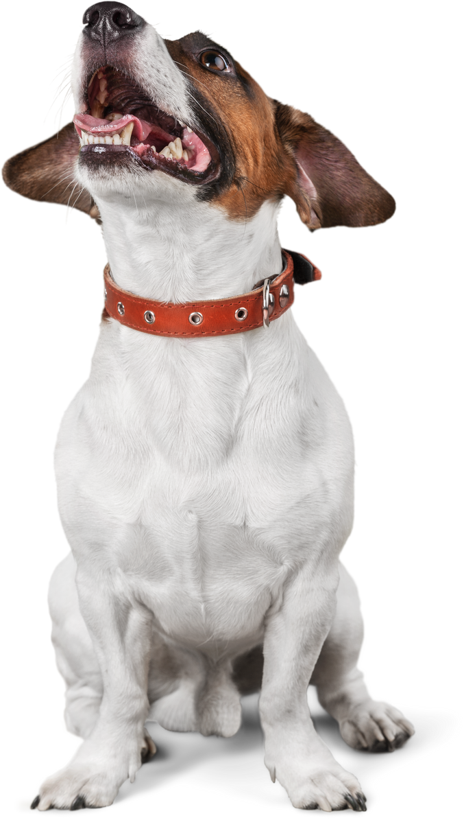 Jack Russell Terrier Looking up